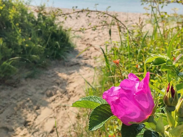 Blume am Strand Eine pinkfarbene Blume wächst am Rand eines sandigen Weges mit Gras im Hintergrund.