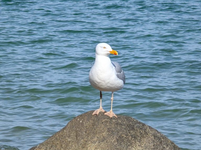 Möwe auf Stein Möwe sitzt auf einem Stein mit Wasser im Hintergrund.